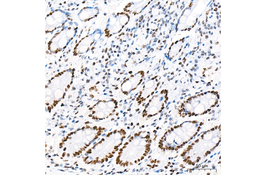 Immunohistochemistry - Anti-RNA polymerase II CTD repeat YSPTSPS (Phospho S5) Antibody [ARC1541] (A329808) - Antibodies.com