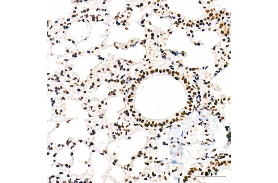 Immunohistochemistry - Anti-RNA polymerase II CTD repeat YSPTSPS (Phospho S5) Antibody [ARC1541] (A329808) - Antibodies.com