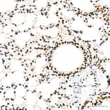 Immunohistochemistry - Anti-RNA polymerase II CTD repeat YSPTSPS (Phospho S5) Antibody [ARC1541] (A329808) - Antibodies.com