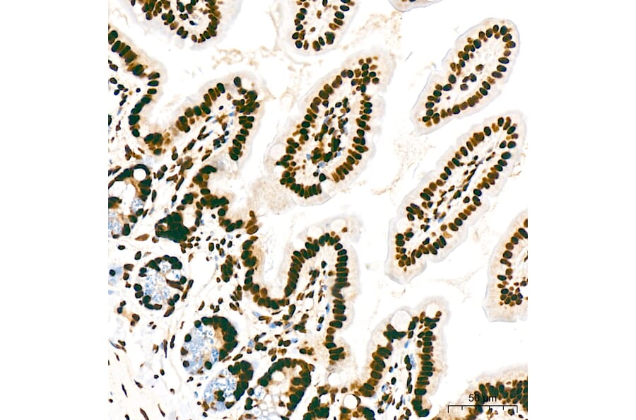 Immunohistochemistry - Anti-RNA polymerase II CTD repeat YSPTSPS (Phospho S5) Antibody [ARC1541] (A329808) - Antibodies.com