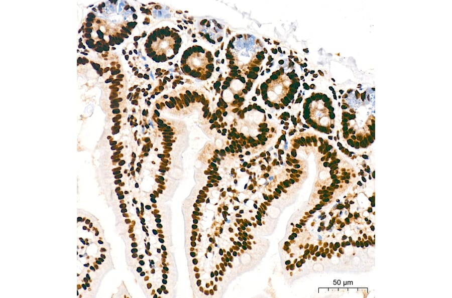 Immunohistochemistry - Anti-RNA polymerase II CTD repeat YSPTSPS (Phospho S5) Antibody [ARC1541] (A329808) - Antibodies.com