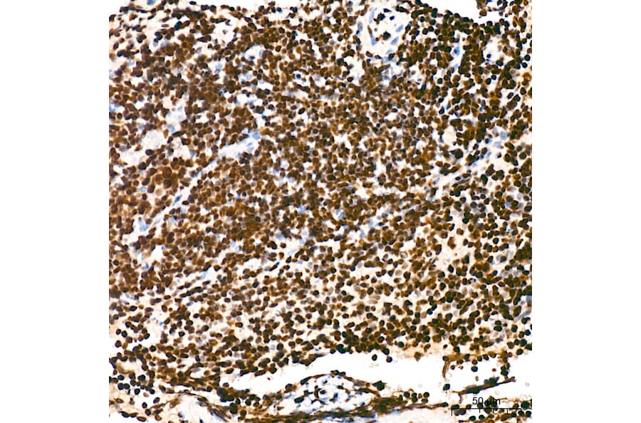 Immunohistochemistry - Anti-RNA polymerase II CTD repeat YSPTSPS (Phospho S5) Antibody [ARC1541] (A329808) - Antibodies.com