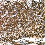Immunohistochemistry - Anti-RNA polymerase II CTD repeat YSPTSPS (Phospho S5) Antibody [ARC1541] (A329808) - Antibodies.com