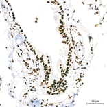 Immunohistochemistry - Anti-RNA polymerase II CTD repeat YSPTSPS (Phospho S5) Antibody [ARC1541] (A329808) - Antibodies.com