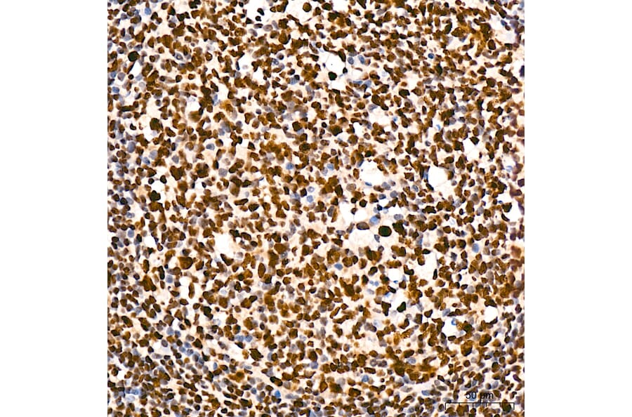 Immunohistochemistry - Anti-RNA polymerase II CTD repeat YSPTSPS (Phospho S5) Antibody [ARC1541] (A329808) - Antibodies.com