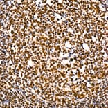 Immunohistochemistry - Anti-RNA polymerase II CTD repeat YSPTSPS (Phospho S5) Antibody [ARC1541] (A329808) - Antibodies.com