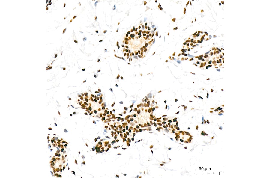 Immunohistochemistry - Anti-RNA polymerase II CTD repeat YSPTSPS (Phospho S5) Antibody [ARC1541] (A329808) - Antibodies.com