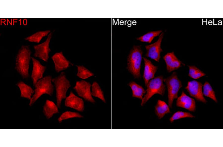 Immunofluorescence - Anti-RNF10 Antibody (A329809) - Antibodies.com