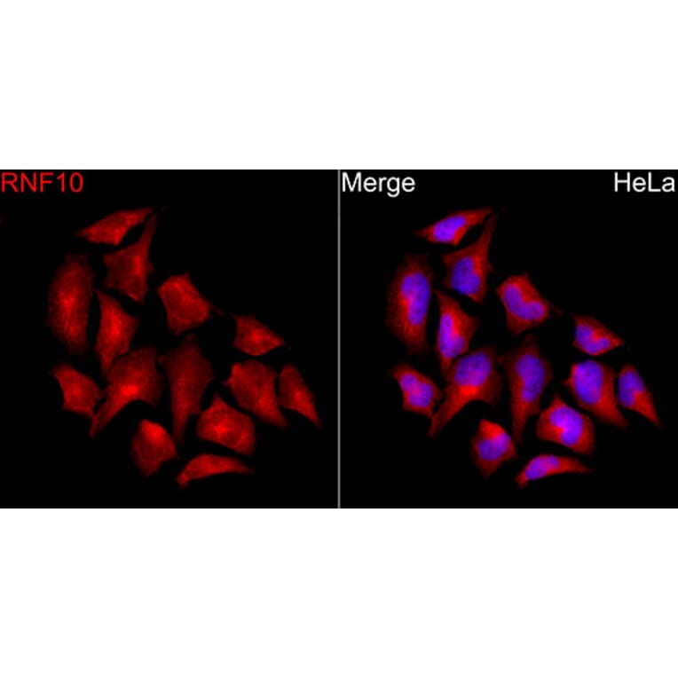 Immunofluorescence - Anti-RNF10 Antibody (A329809) - Antibodies.com