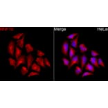 Immunofluorescence - Anti-RNF10 Antibody (A329809) - Antibodies.com