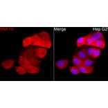 Immunofluorescence - Anti-RNF10 Antibody (A329809) - Antibodies.com