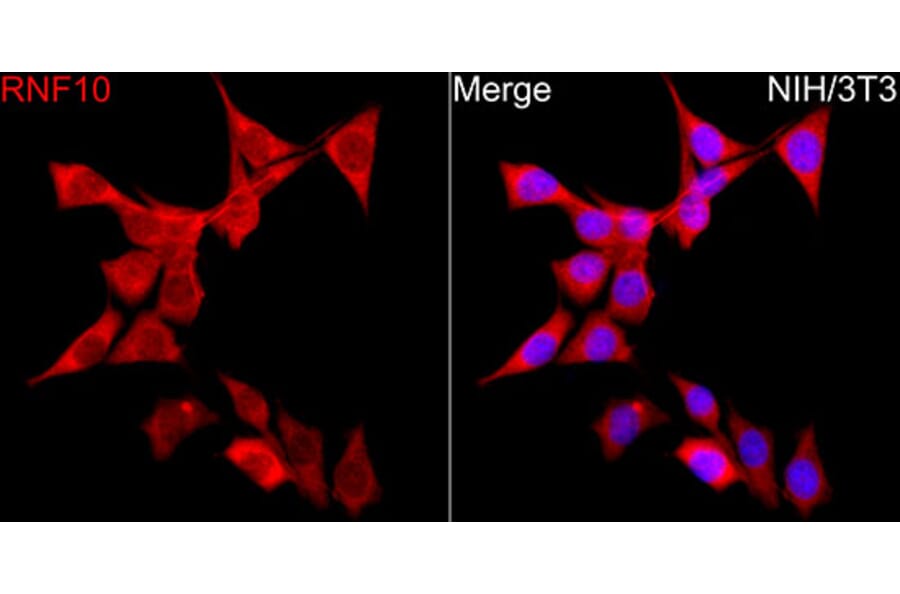 Immunofluorescence - Anti-RNF10 Antibody (A329809) - Antibodies.com