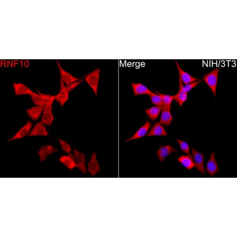 Immunofluorescence - Anti-RNF10 Antibody (A329809) - Antibodies.com