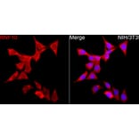 Immunofluorescence - Anti-RNF10 Antibody (A329809) - Antibodies.com