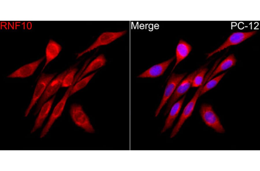 Immunofluorescence - Anti-RNF10 Antibody (A329809) - Antibodies.com