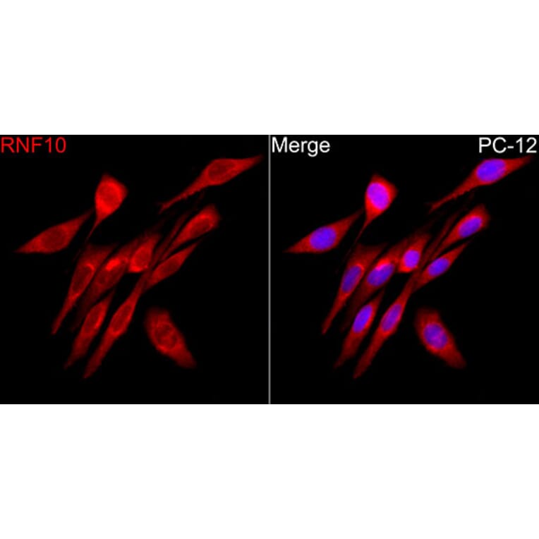 Immunofluorescence - Anti-RNF10 Antibody (A329809) - Antibodies.com