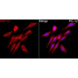 Immunofluorescence - Anti-RNF10 Antibody (A329809) - Antibodies.com