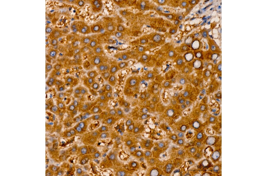 Immunohistochemistry - Anti-RNF126 Antibody (A329810) - Antibodies.com