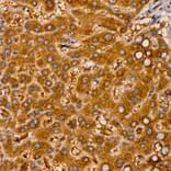 Immunohistochemistry - Anti-RNF126 Antibody (A329810) - Antibodies.com