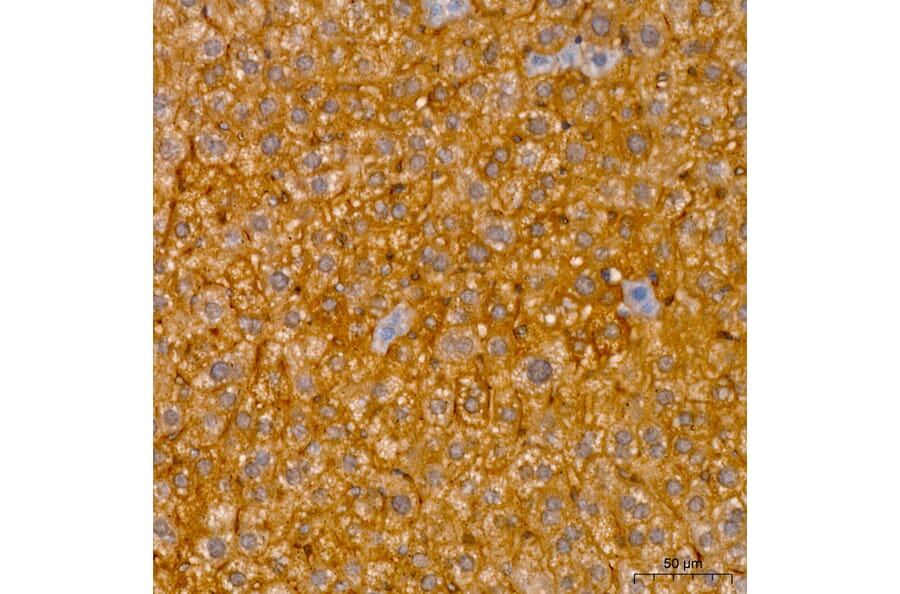 Immunohistochemistry - Anti-RNF126 Antibody (A329810) - Antibodies.com