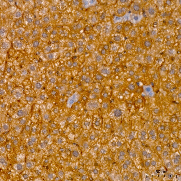 Immunohistochemistry - Anti-RNF126 Antibody (A329810) - Antibodies.com
