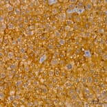 Immunohistochemistry - Anti-RNF126 Antibody (A329810) - Antibodies.com