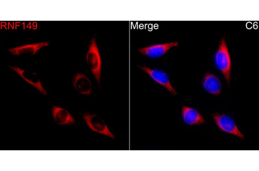 Immunofluorescence - Anti-RNF149 Antibody (A329811) - Antibodies.com