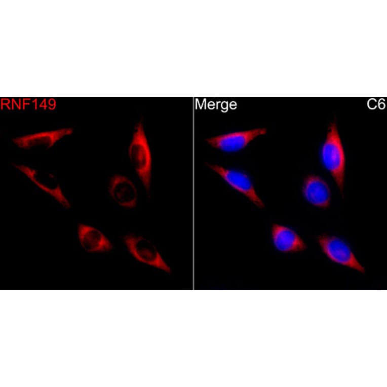 Immunofluorescence - Anti-RNF149 Antibody (A329811) - Antibodies.com