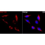 Immunofluorescence - Anti-RNF149 Antibody (A329811) - Antibodies.com