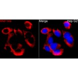 Immunofluorescence - Anti-RNF149 Antibody (A329811) - Antibodies.com