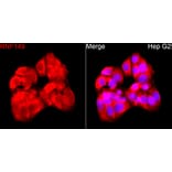 Immunofluorescence - Anti-RNF149 Antibody (A329811) - Antibodies.com