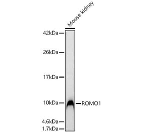 Western Blot - Anti-ROMO1 Antibody (A329812) - Antibodies.com