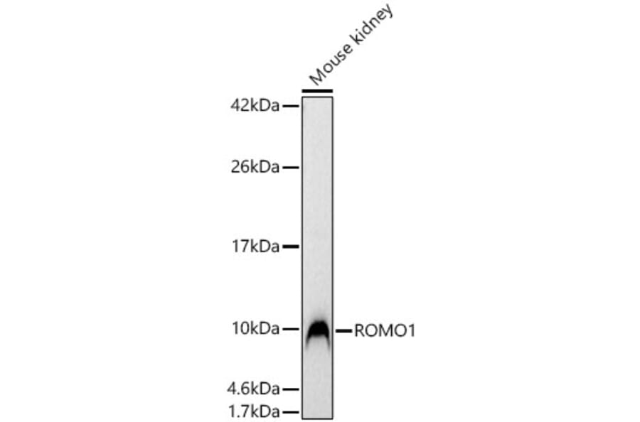 Western Blot - Anti-ROMO1 Antibody (A329812) - Antibodies.com