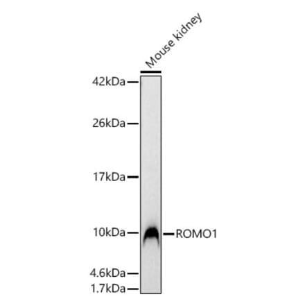 Western Blot - Anti-ROMO1 Antibody (A329812) - Antibodies.com