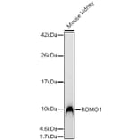 Western Blot - Anti-ROMO1 Antibody (A329812) - Antibodies.com