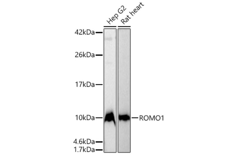 Western Blot - Anti-ROMO1 Antibody (A329812) - Antibodies.com