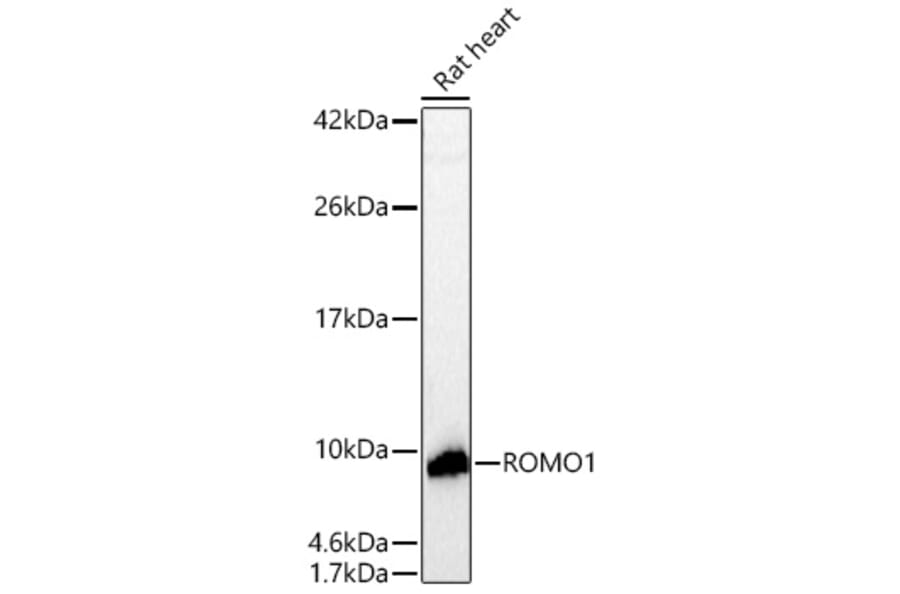 Western Blot - Anti-ROMO1 Antibody (A329812) - Antibodies.com