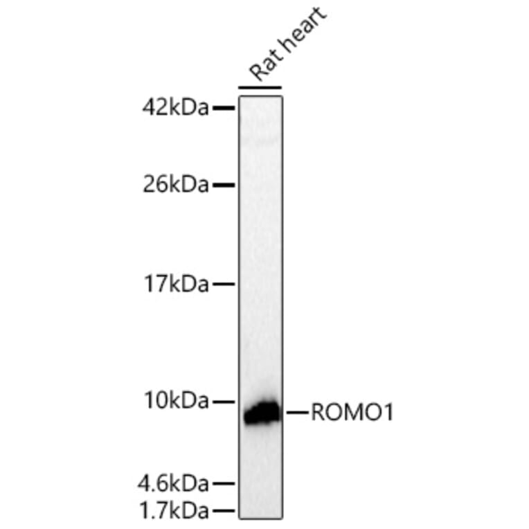 Western Blot - Anti-ROMO1 Antibody (A329812) - Antibodies.com