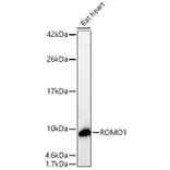 Western Blot - Anti-ROMO1 Antibody (A329812) - Antibodies.com