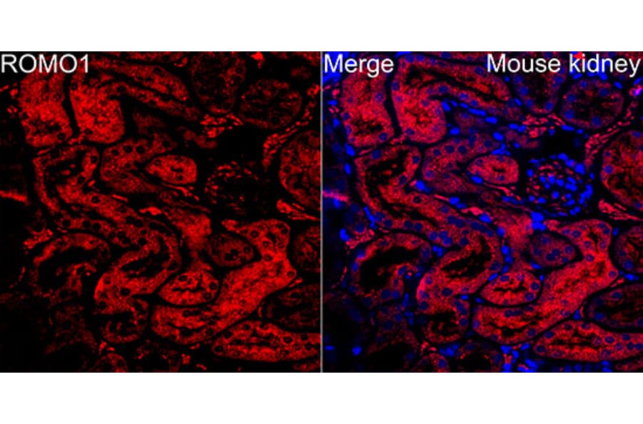 Immunofluorescence - Anti-ROMO1 Antibody (A329812) - Antibodies.com