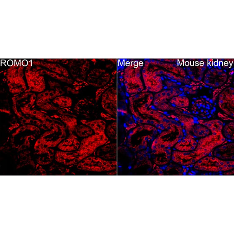 Immunofluorescence - Anti-ROMO1 Antibody (A329812) - Antibodies.com