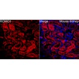 Immunofluorescence - Anti-ROMO1 Antibody (A329812) - Antibodies.com