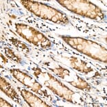 Immunohistochemistry - Anti-RPA2 Antibody (A329813) - Antibodies.com