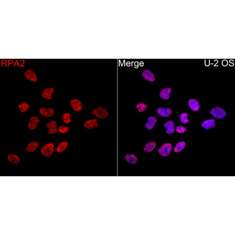 Immunofluorescence - Anti-RPA2 Antibody (A329813) - Antibodies.com