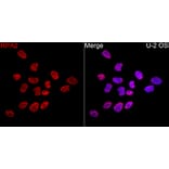 Immunofluorescence - Anti-RPA2 Antibody (A329813) - Antibodies.com