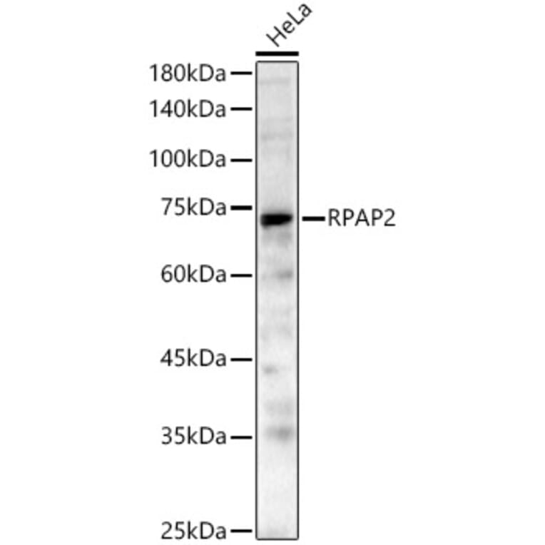 Western Blot - Anti-RPAP2 Antibody (A329814) - Antibodies.com