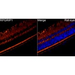 Immunofluorescence - Anti-RPGRIP1 Antibody (A329816) - Antibodies.com
