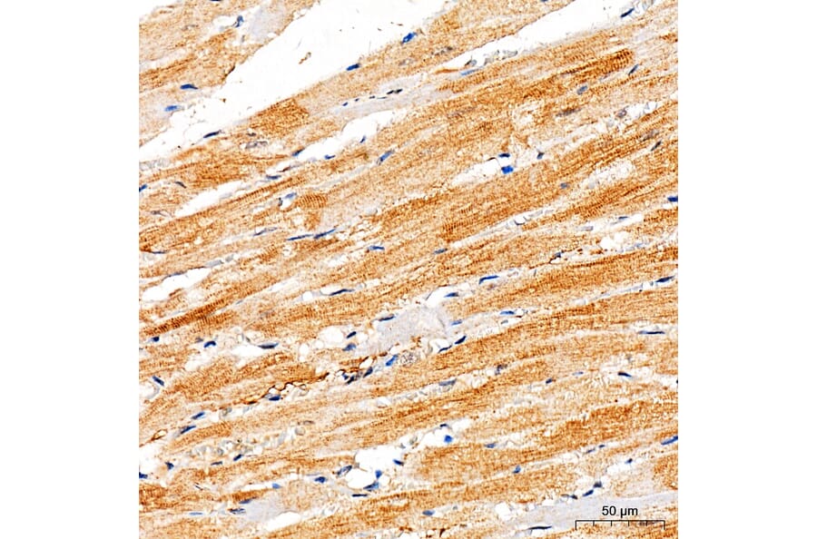Immunohistochemistry - Anti-RYR2 Antibody (A329818) - Antibodies.com