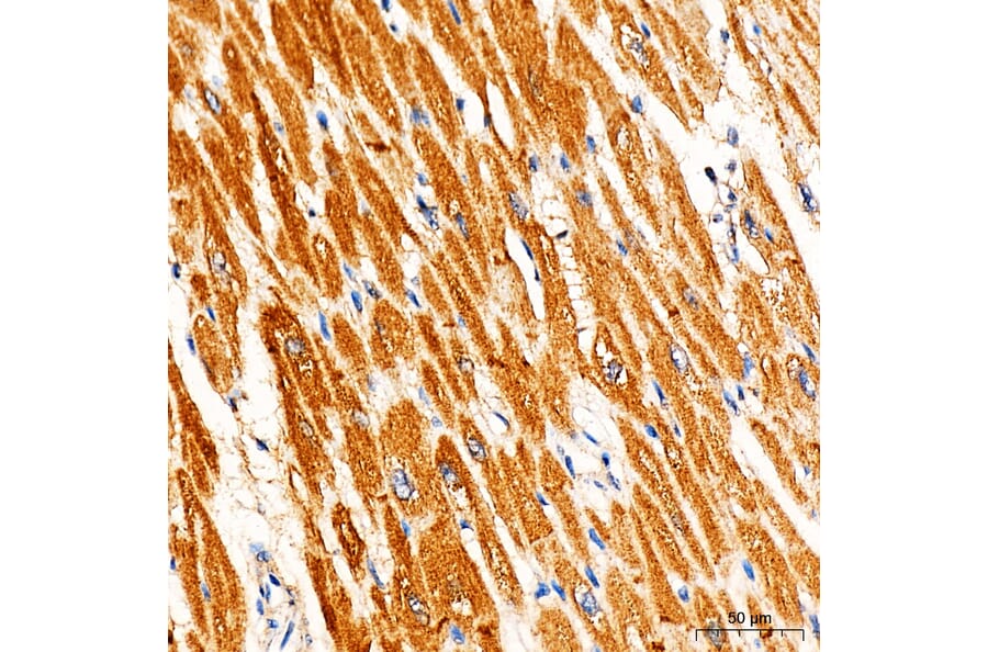 Immunohistochemistry - Anti-RYR2 Antibody (A329818) - Antibodies.com