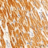 Immunohistochemistry - Anti-RYR2 Antibody (A329818) - Antibodies.com